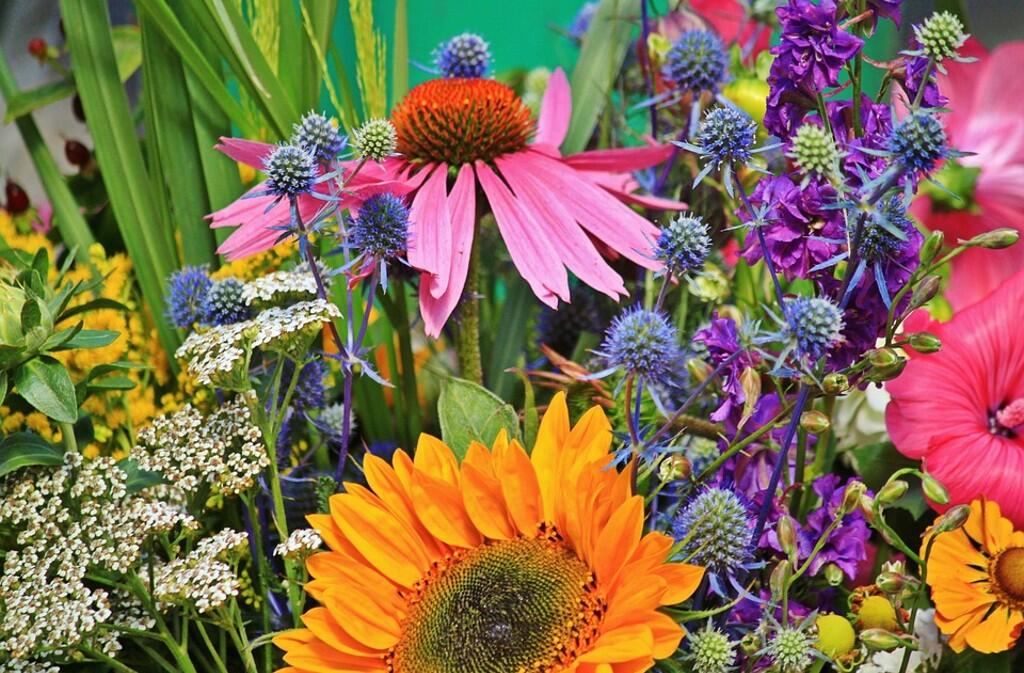 troc plantes