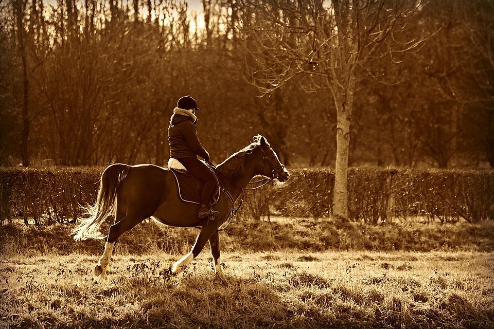 horse