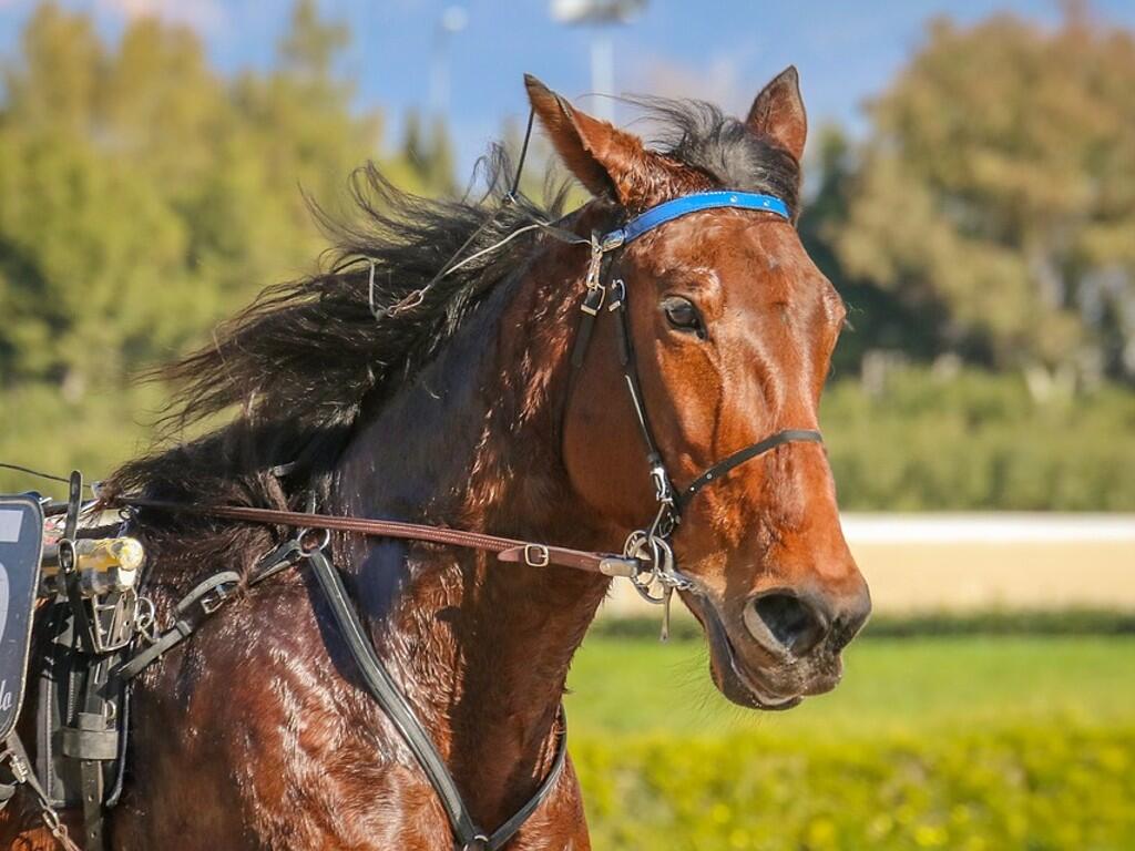 horses-3960206_960_720