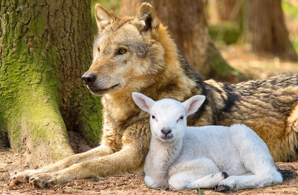 le loup et l'agneau