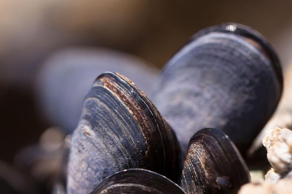 mussels-g0f0fb43b3_1280