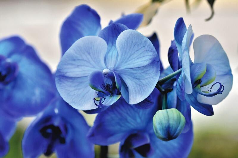 orchidée libre de droit OTPDB