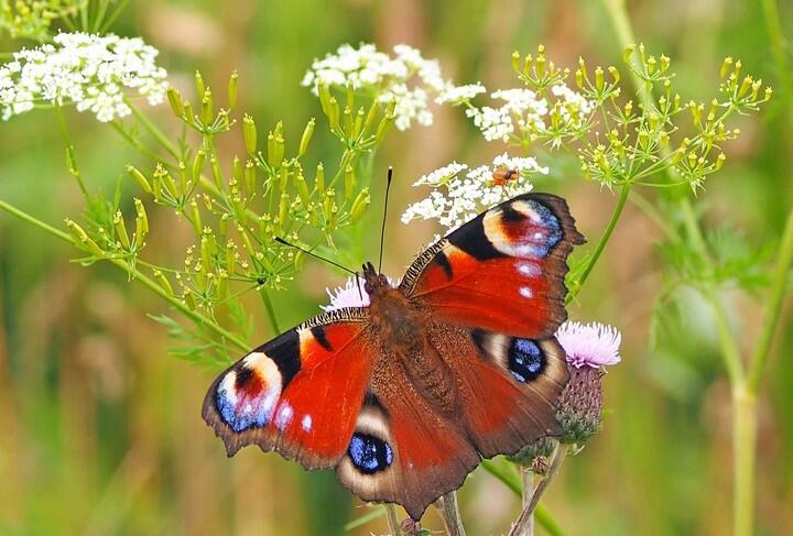 papillon paon du jour