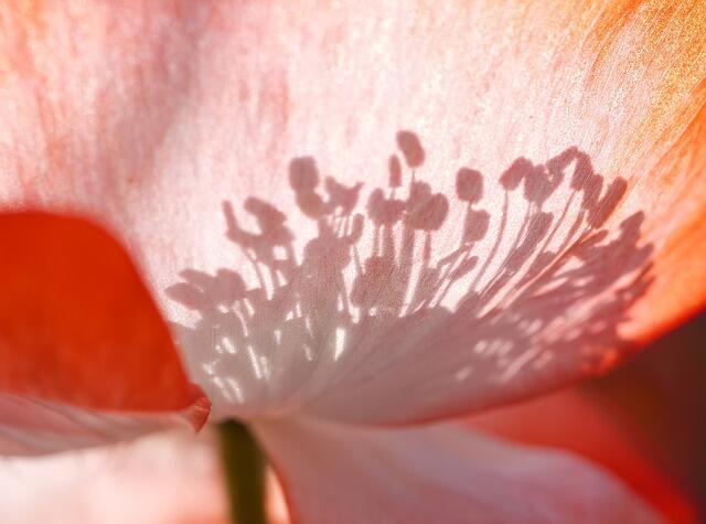 poppy-g39951ae57_640