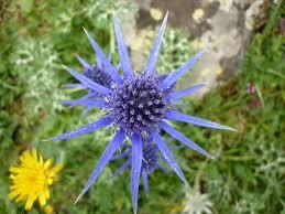 plantes-medicinales-6