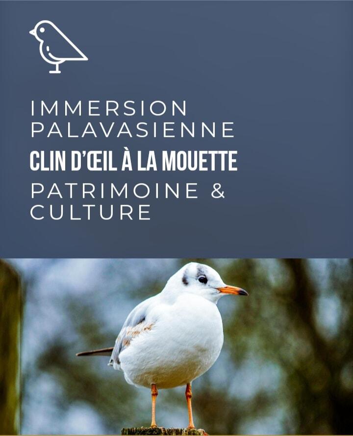 639397_balade_ot_clin_doeil_mouette