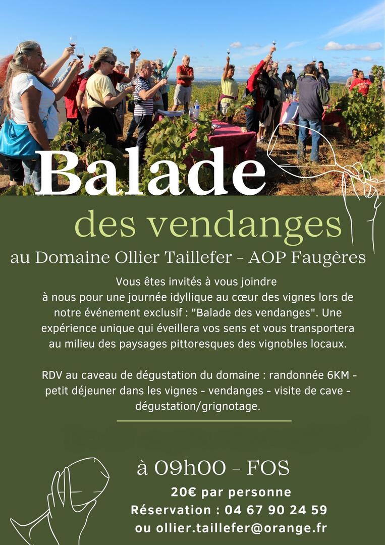 Balade vigneronne des vendanges - 1