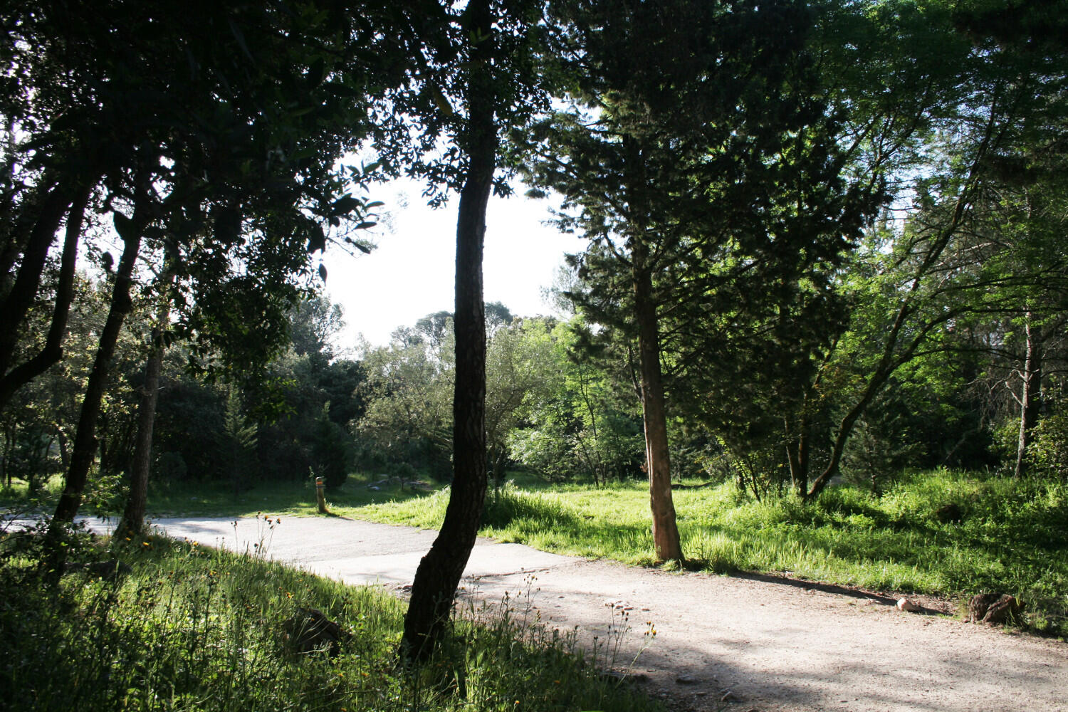 Bois de Montmaur - ville de Montpellier