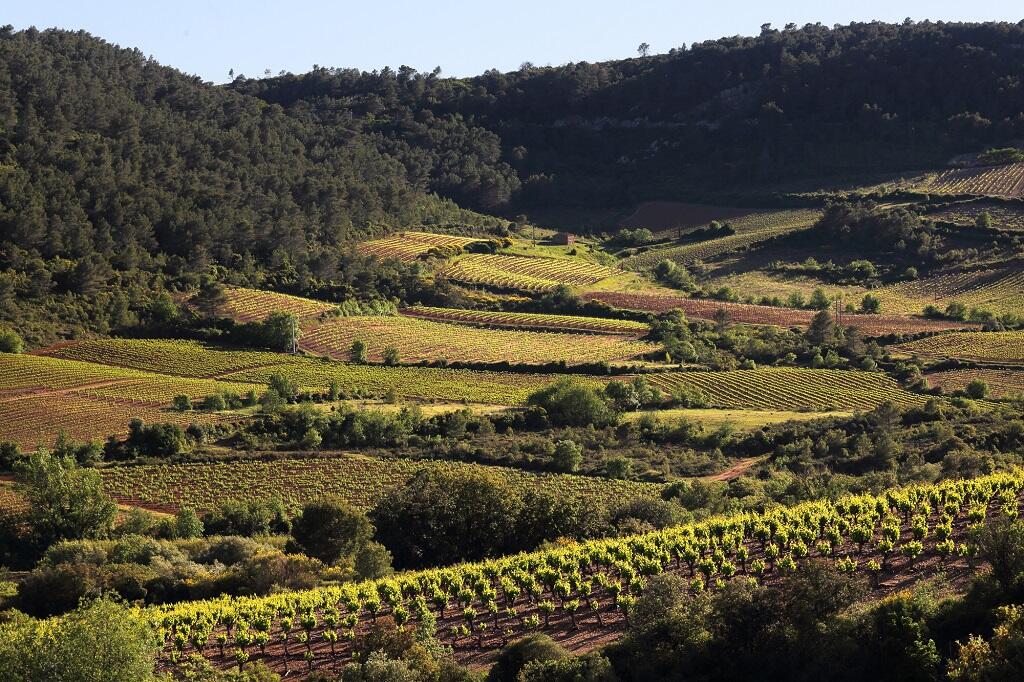 Vignoble de Saint-Chinian