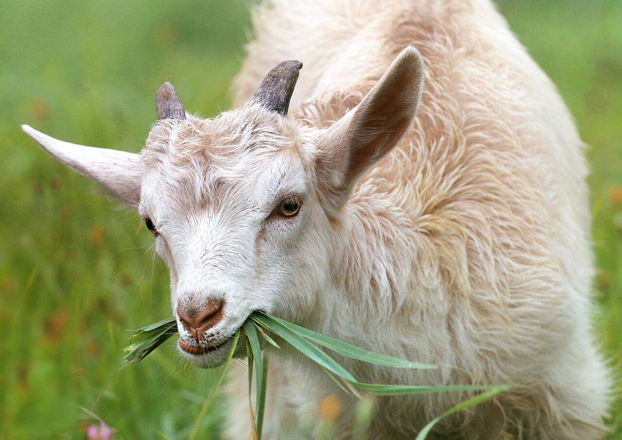 goat-1596880_1280