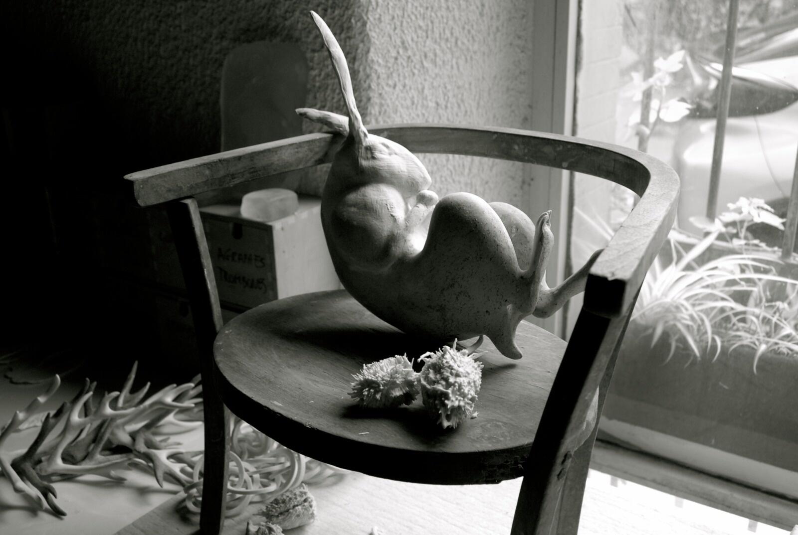lievre ©Violaine Laveaux