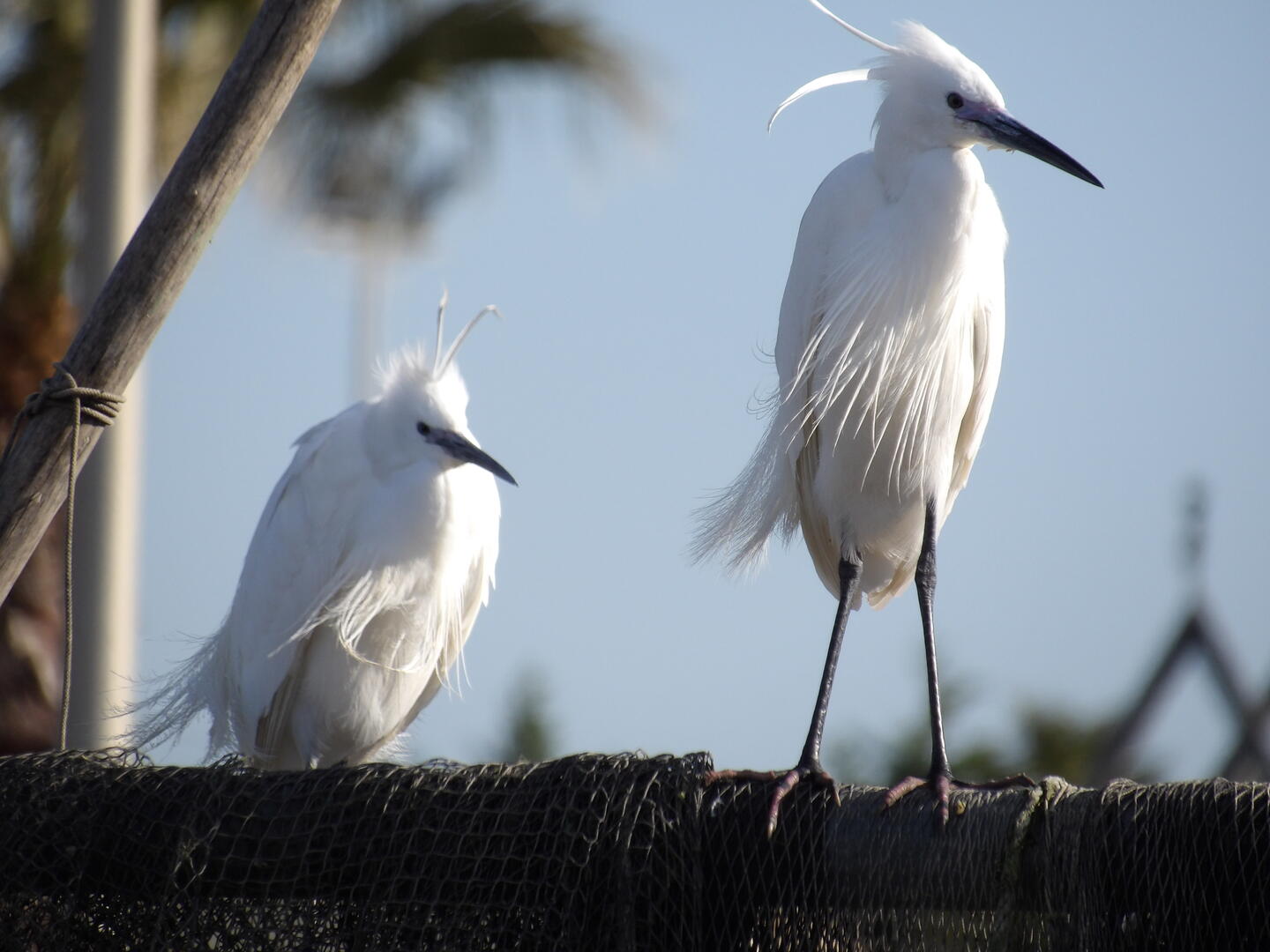oiseaux - 2015 © OT Palavas-les-flots - C.Henry
