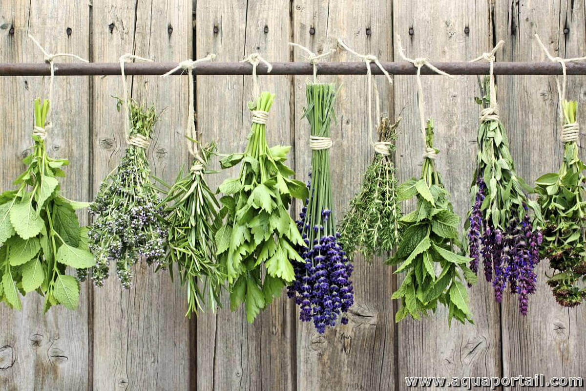 plantes-aromatiques