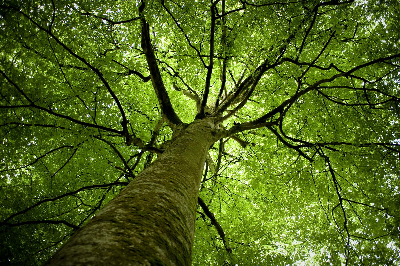 Arbre en forêt de Villecartier