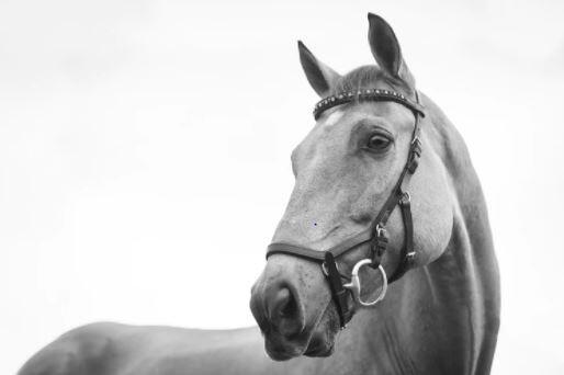 Cheval