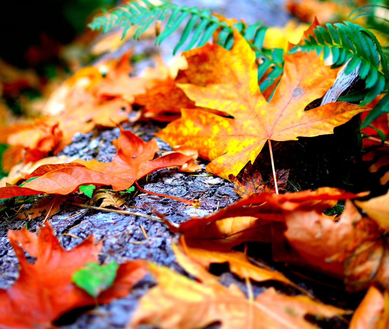 Contes d'automne_pexels-warren-blake-1477459