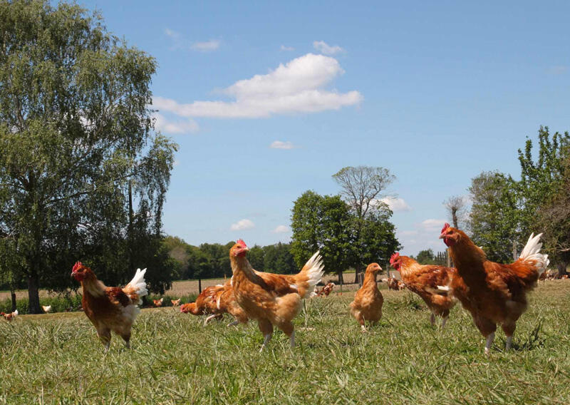 Poulets de Janzé®