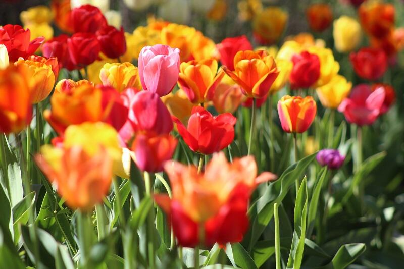 Fleurs © Unsplash - Krystina Rogers