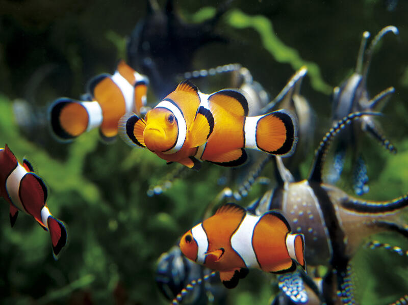 Grand Aquarium de Saint-Malo