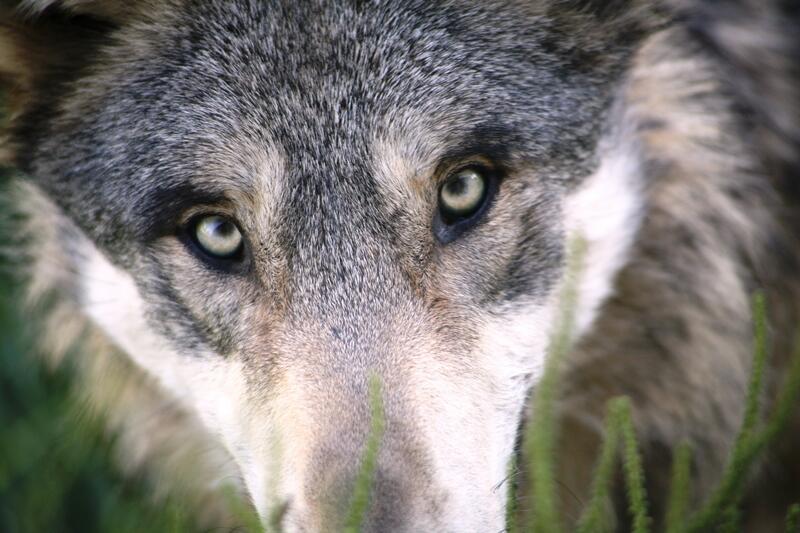 Huche Loup et Loup Pendu