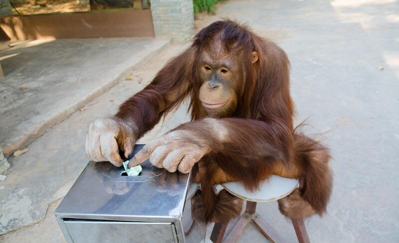 Intelligences animales ©Shutterstock