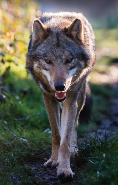 Le retour des loups été2022