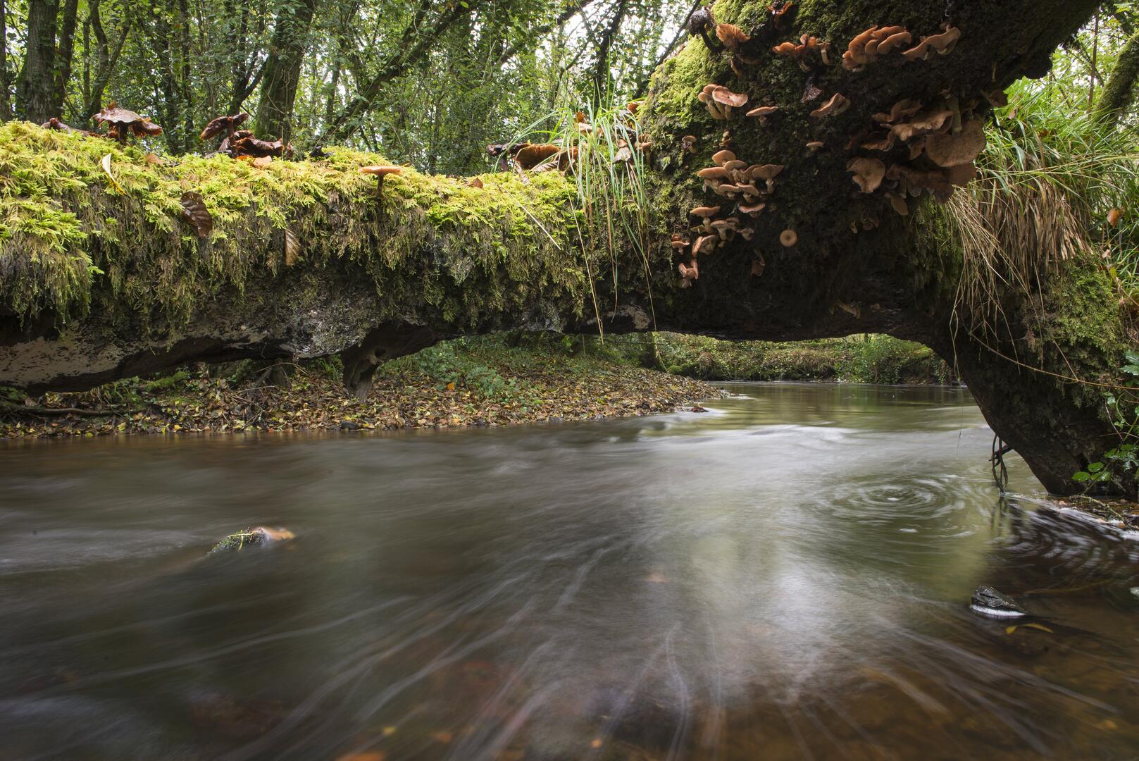 Léguer, riviere sauvage-int © S. Jouon