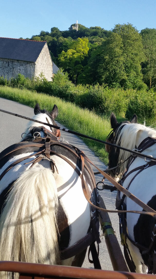 Les Chevaux de l'hippocampe