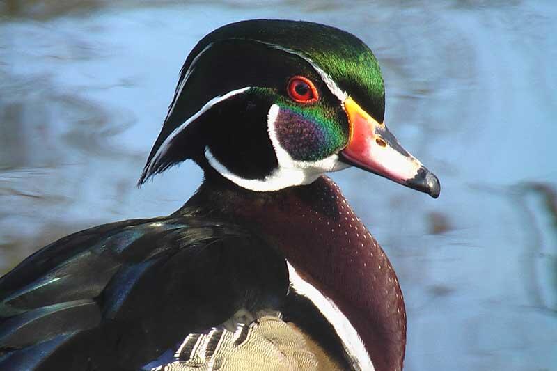 Parc Ornithologique de Bretagne