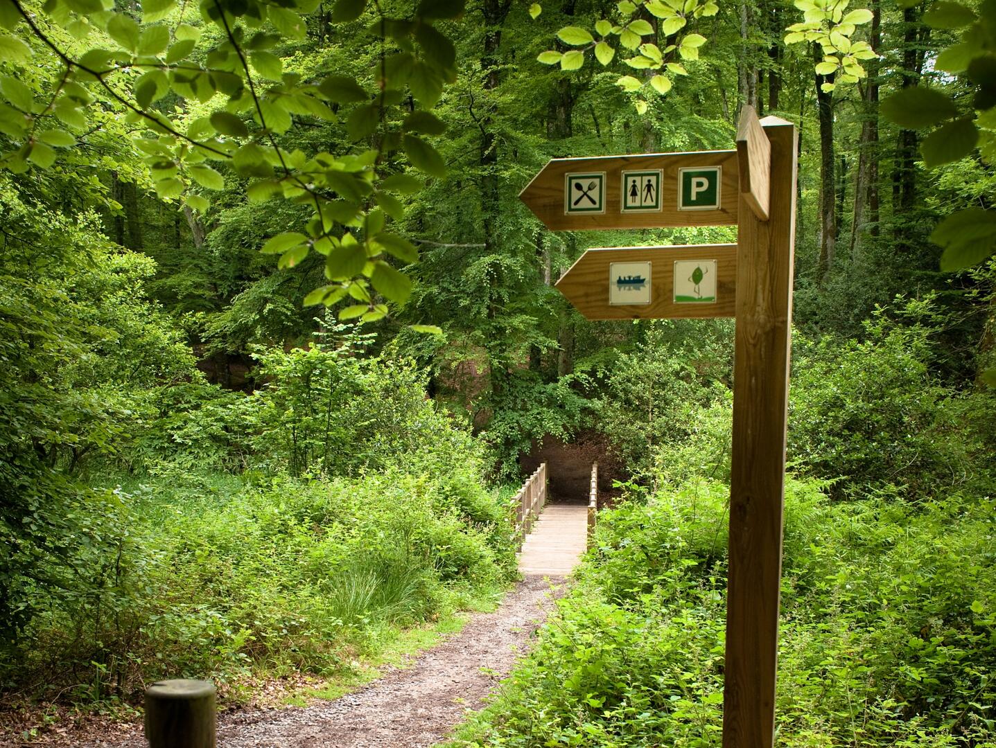 Pont en forêt de Villecartier 2