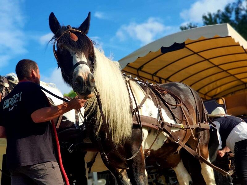 Activité sportive et culturelle - Les chevaux de l'Hippocampe - Mont-Dol