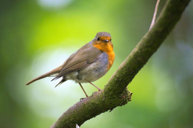 Sortie Oiseaux des jardins_Treffendel_30 janvier 2021