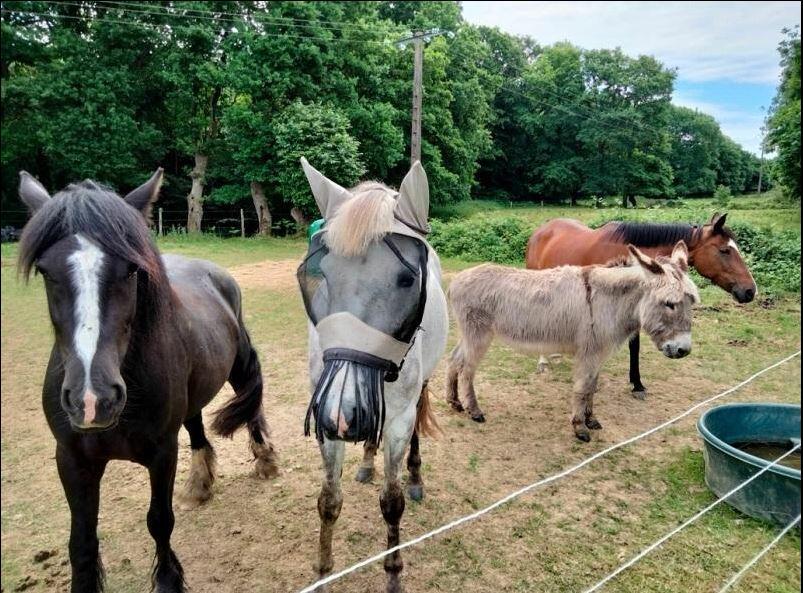 Stage poney 23au25oct2023