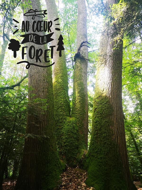 Tourisme-mi-foret-arbre-2