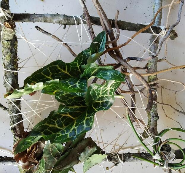 atelier nature maison du patrimoine brocéliande