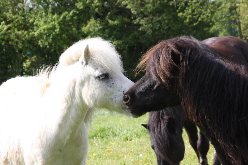 Poney club et centre équestre du Shamrock à Pacé