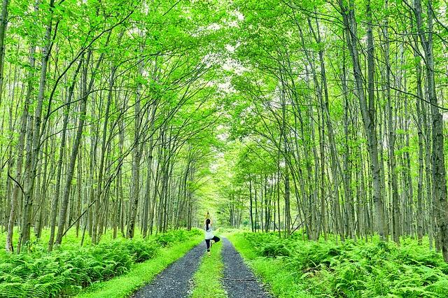 forest-g4ceb0f5f1_640