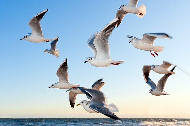 Mouettes