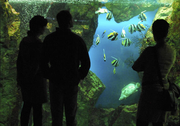 poissons_tropicaux