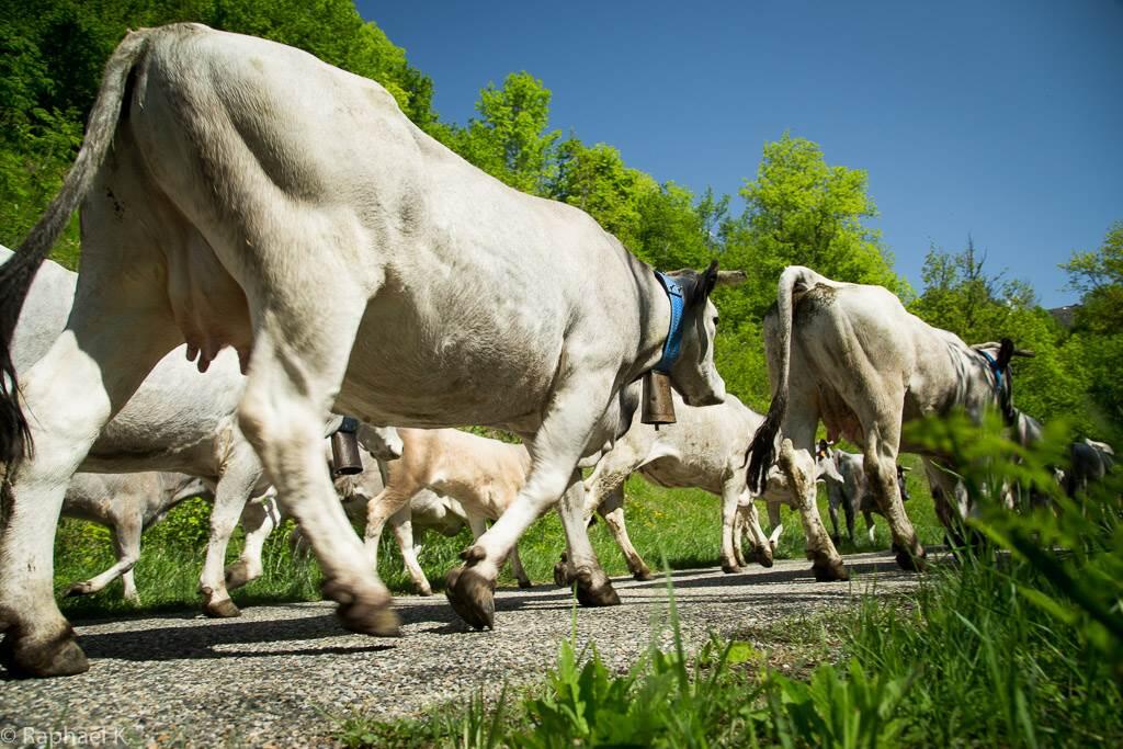 vaches gasconnes transhumance