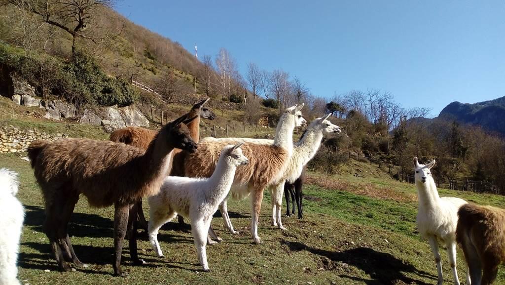 Ferme aux lamas