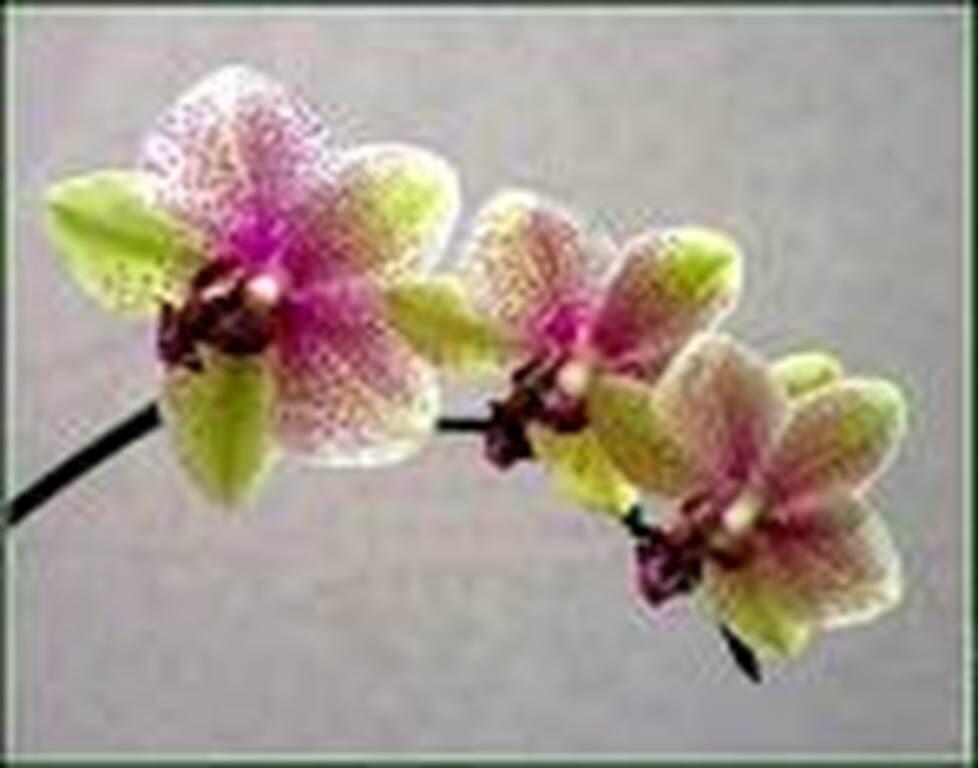 img-name-mising
