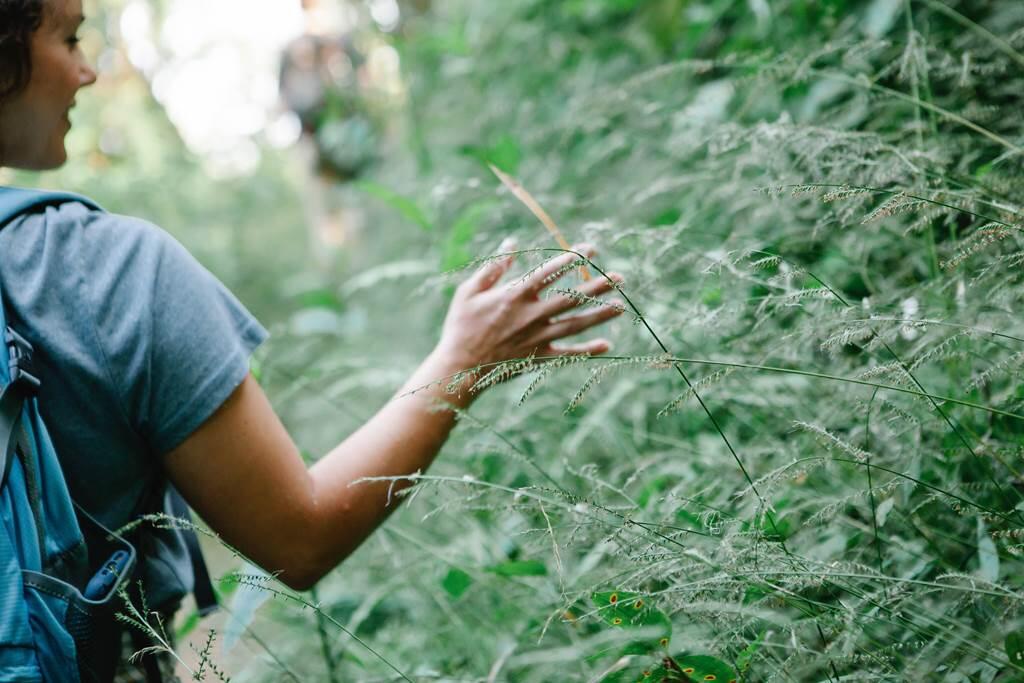 balade plantes