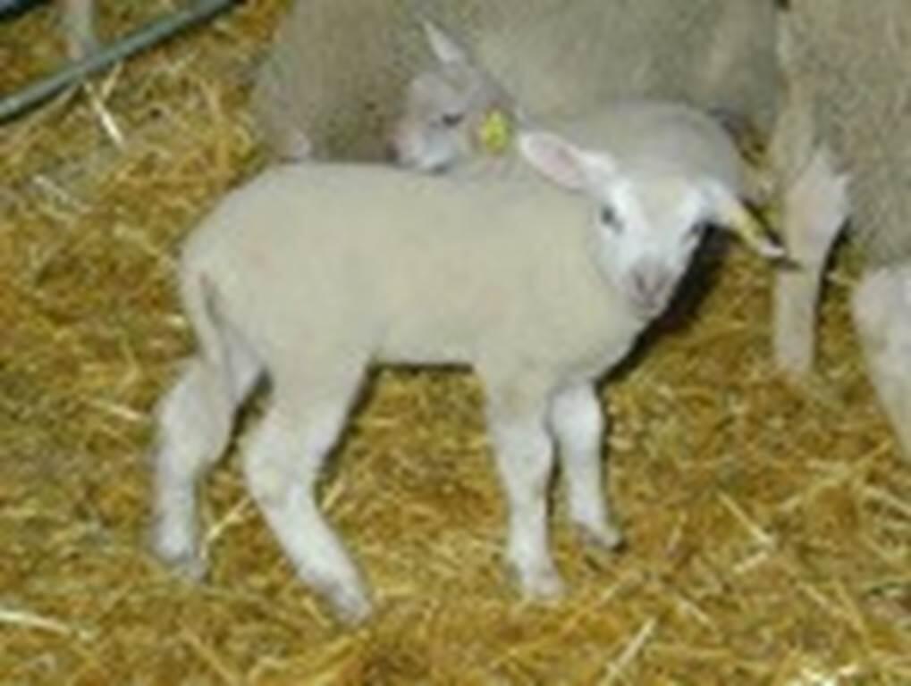 Ferme de Serin