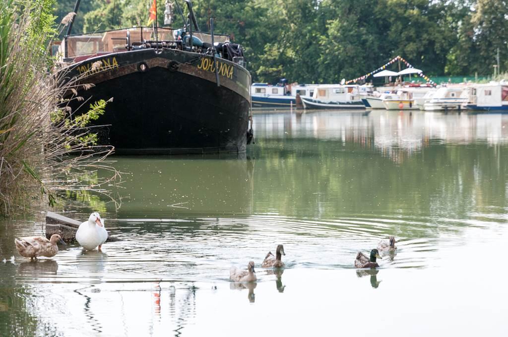 Pêcher dans le canal, Montauban, Tarn-et-Garonne, Nature