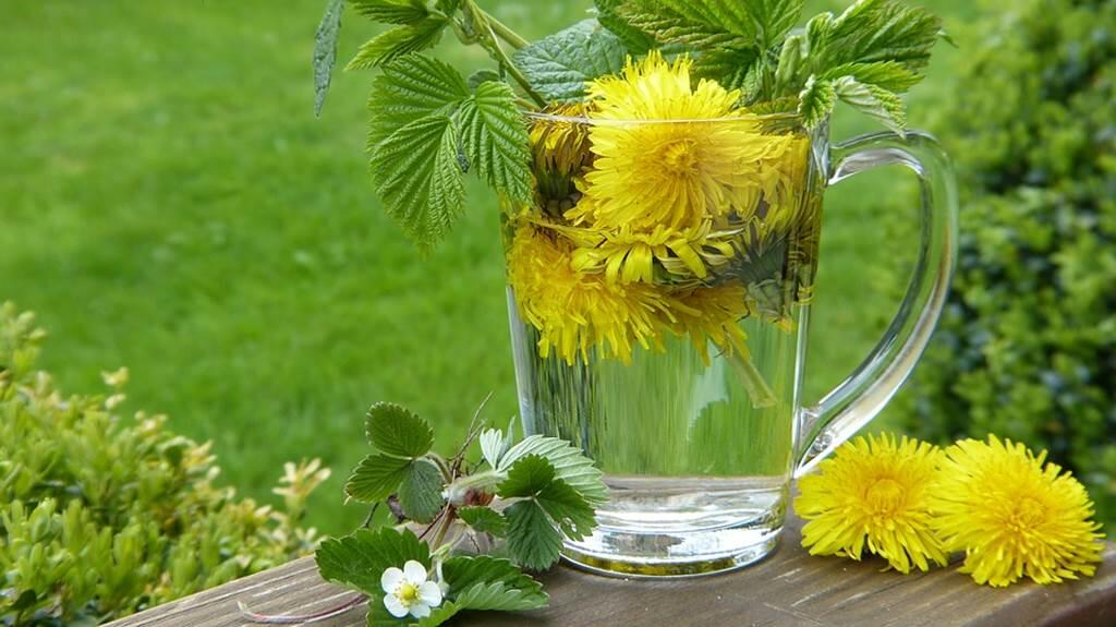 plantes