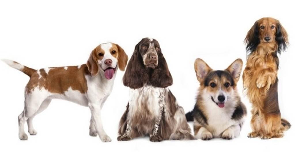 SEANCES DE CONFIRMATION DE CHIENS
