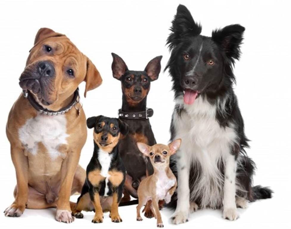 Exposition canine nationale