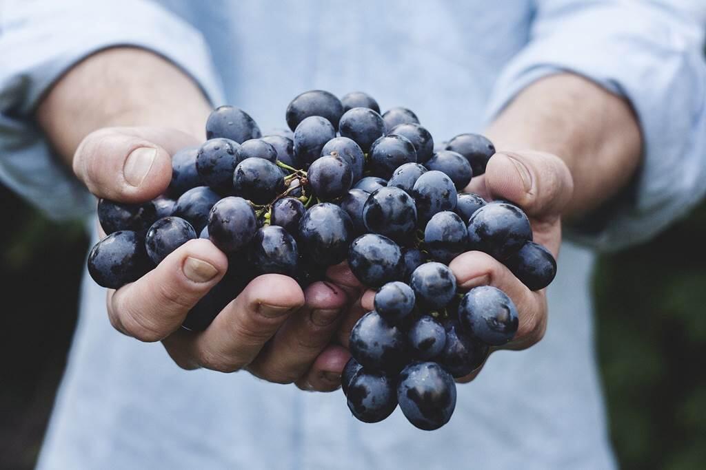 Fête vendanges