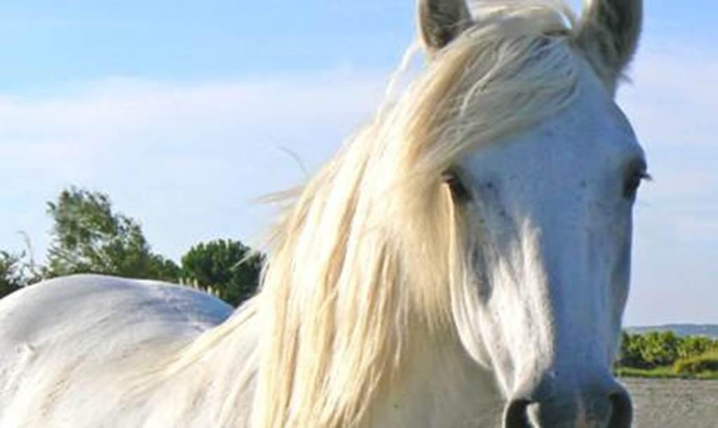 cheval